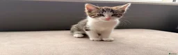 Mixed Breed cats for sale: Four beautiful kittens ready for forever home in Southampton - Advert 7