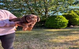 Cocker Spaniel dogs for sale: Working cocker spaniels  - Image 14