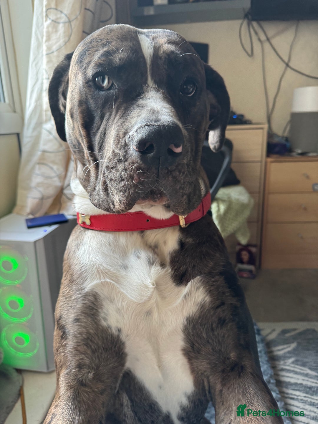 Mixed Breed dogs for sale: Rocco - Advert 8