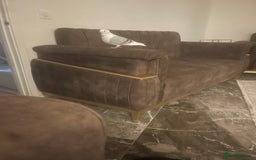 Pigeons birds for sale: I’ve got a hand raised German owl pigeon  - Image 5