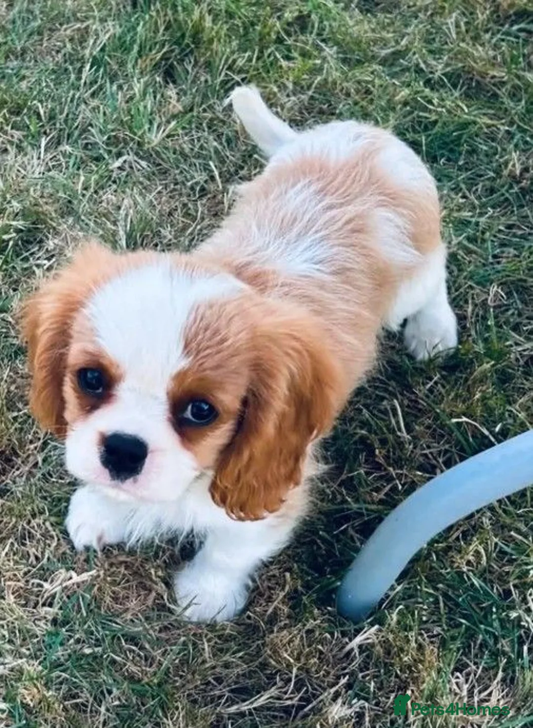 Cavalier King Charles Spaniel dogs for sale: Stunning CKCS Male Puppy from healthy parents - Advert 2