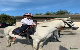 Welsh Section A horses for sale: True first pony  - Image 1