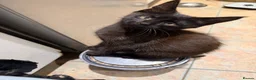 Mixed Breed cats for sale: Stunning kittens  - Advert 4
