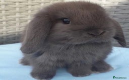 Mini Lop rabbits for sale: MINI LOP BUNNIES - PEDIGREE  - Image 1