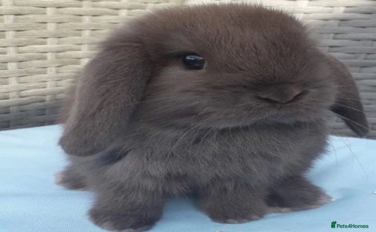 Mini Lop rabbits - Advert 1