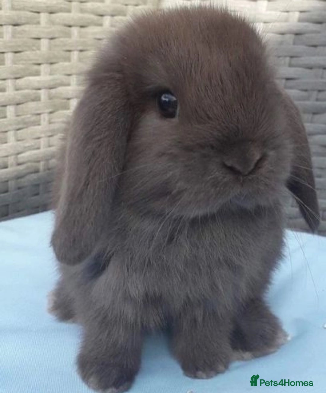 Mini Lop rabbits for sale: MINI LOP BUNNIES - PEDIGREE  - Image 1