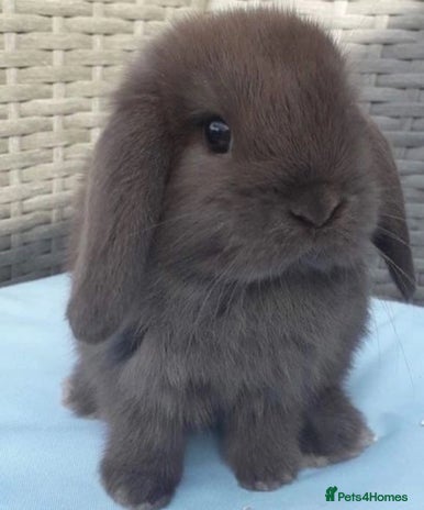 Mini Lop rabbits - Advert 3