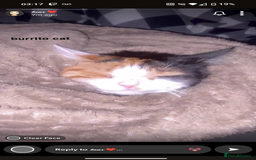 Domestic Shorthair cats for sale: Calico domestic short hair - Image 3