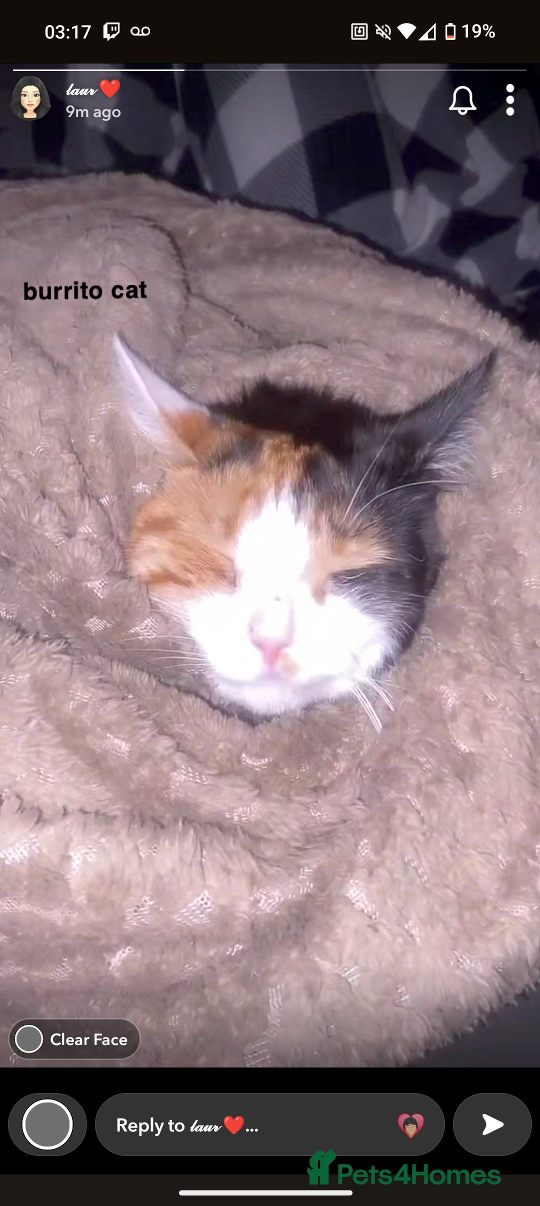 Domestic Shorthair cats for sale: Calico domestic short hair - Image 3
