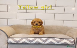Cavachon dogs for sale: Cavapoochon puppies 🥰 - Image 15
