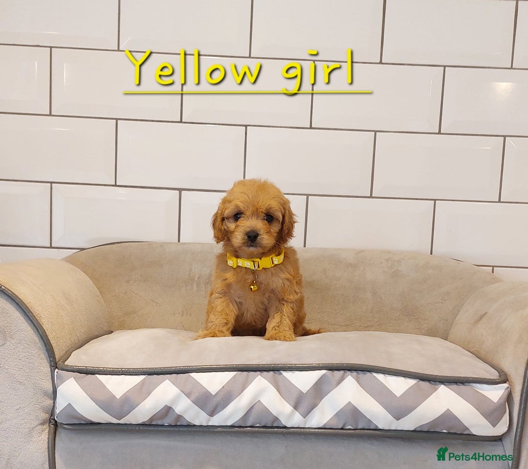 Cavachon dogs for sale: Cavapoochon puppies 🥰 - Image 15