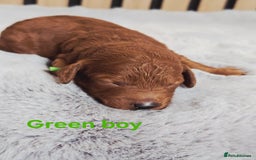 Cavapoo dogs for sale:  🐕Ruby Cavapoo Toy F1bb 🧸DNA tested🧸 - Image 17