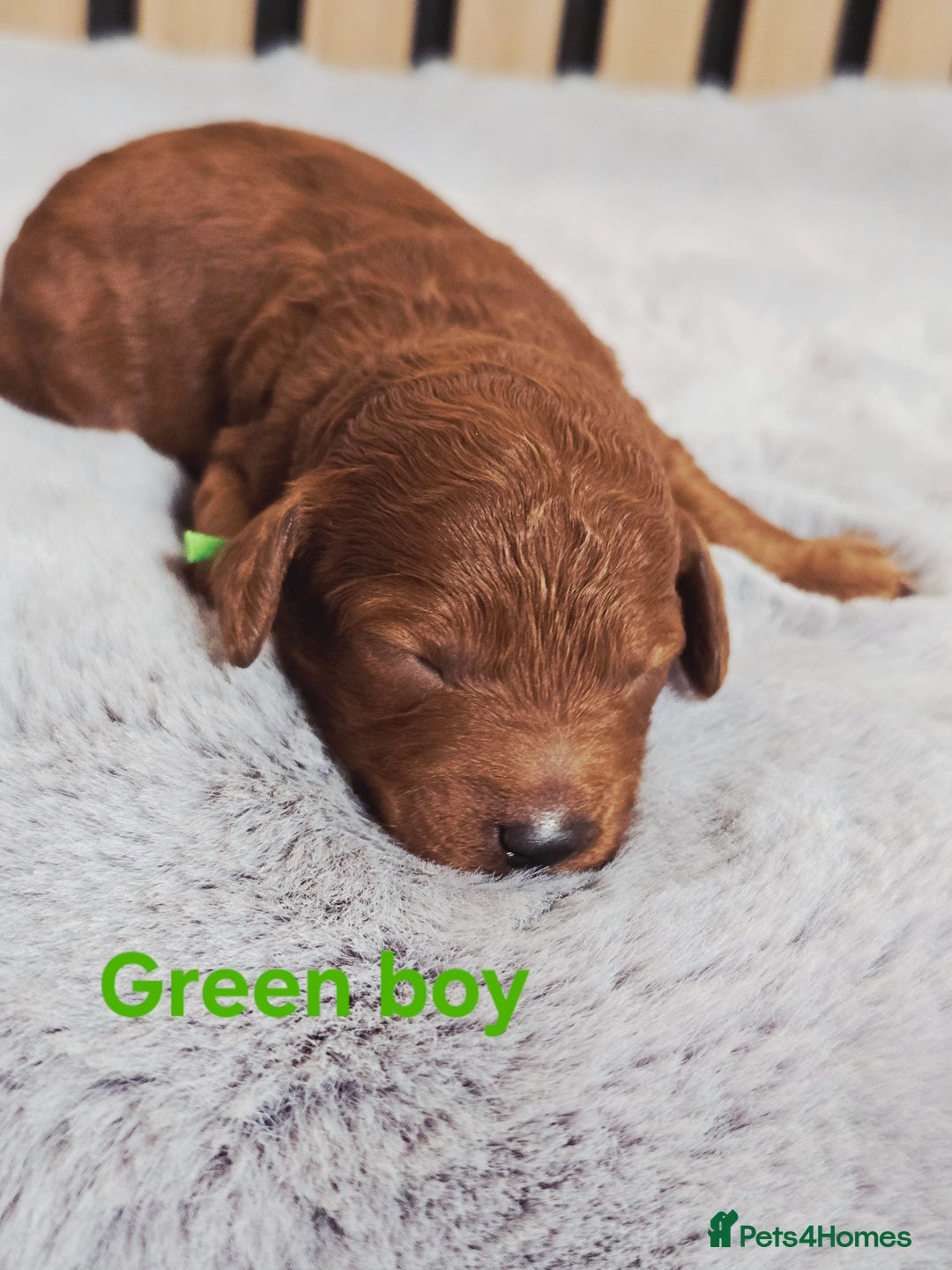 Cavapoo dogs for sale:  🐕Ruby Cavapoo Toy F1bb 🧸DNA tested🧸 - Image 17