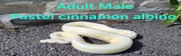 Python Snake reptiles for sale: Royal Pythons available  - Advert 3