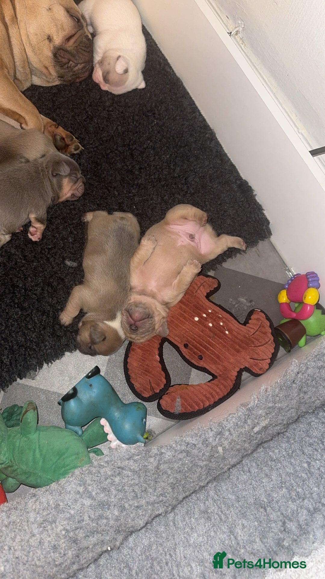 French Bulldog dogs for sale: 🐾✨ Adorable Frenchies ready now ✨ 🐾 DWKC  - Advert 14