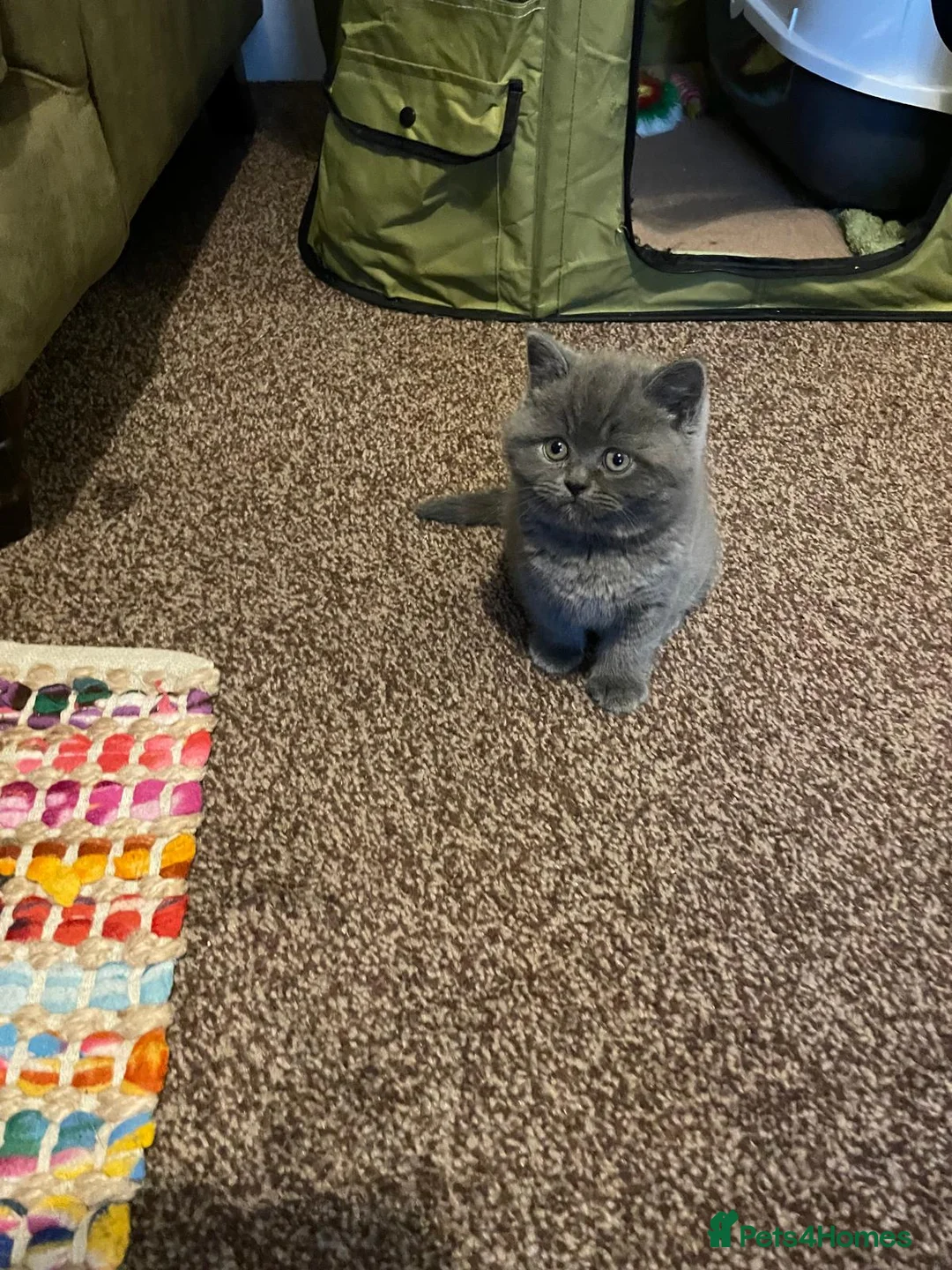 British Shorthair cats for sale: Gorgeous BSH (rare) red girl 🧡 and blue boy 💙 - Advert 5