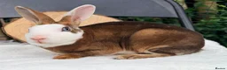Rex rabbits for sale: stunning bew mini rex for reserve  - Advert 10