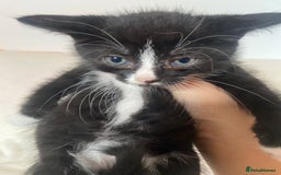 Mixed Breed cats for sale: Mixed Litter of 6 Kittens Different Personalities - Image 7