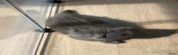 Mixed Breed cats for sale: Beautiful Long-Haired Ragdoll Cross Kittens  - Advert 29