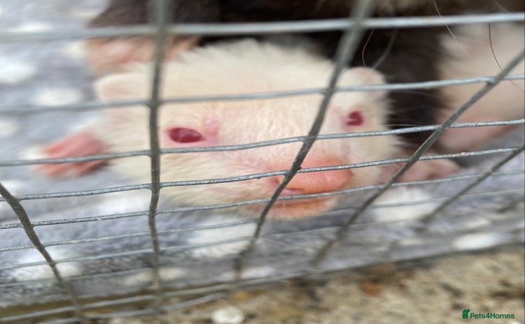 Ferret rodents - Advert 7