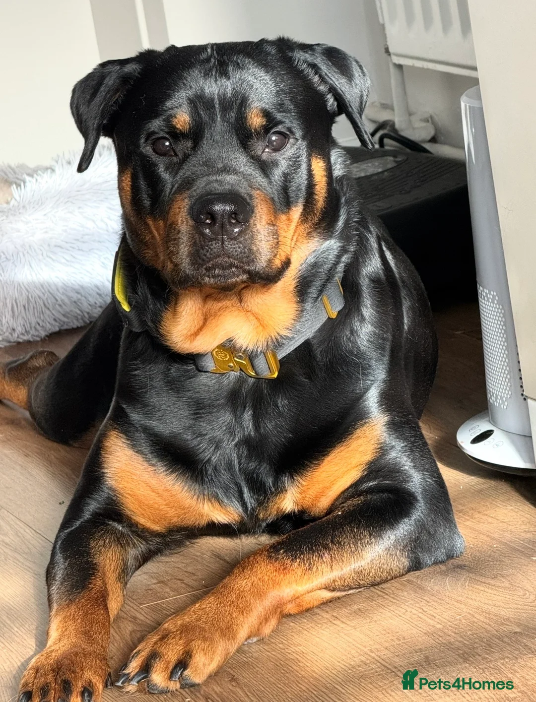 Rottweiler dogs for sale: Pedigree Rottweiler puppies for sale - Advert 2
