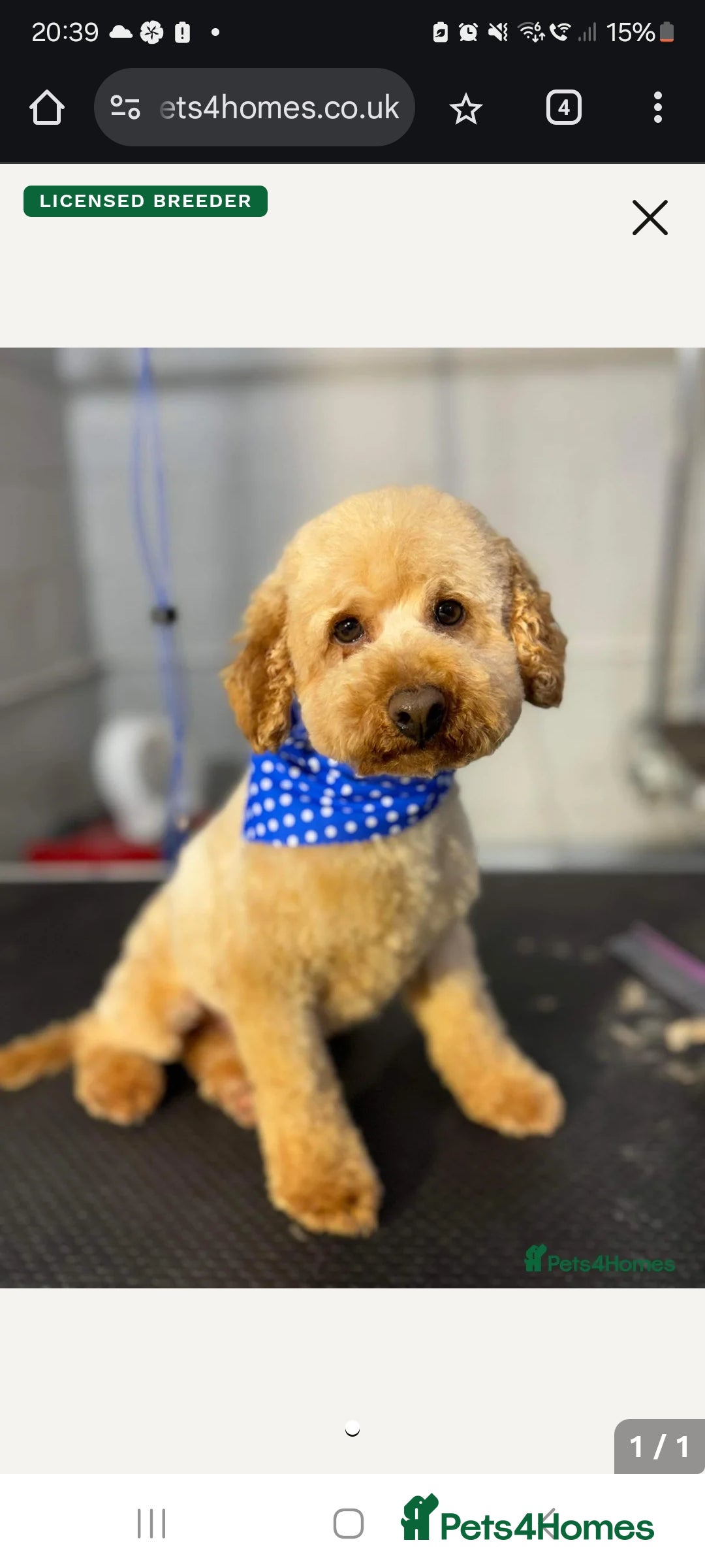 Cockapoo dogs for stud: Stunning proven F1 cockerpoo for stud - Advert 4