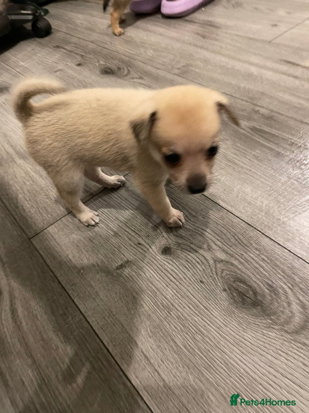 Miniature Pinscher dogs for sale: Miniature pinscher puppys - Advert 23