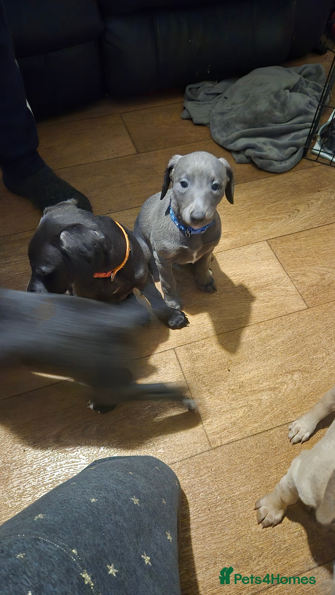 Mixed Breed dogs for sale: Greyhound lurcher cross - Advert 7
