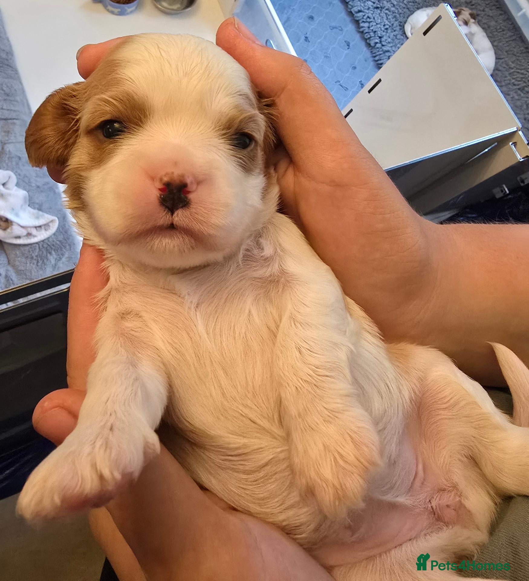Cavalier King Charles Spaniel dogs KC Reg Health Tested Cavalier Puppies born 3/9 - Advert 6