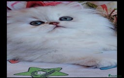 Persian cats for sale: Italian Persian chinchilla kittens♥️🐾 - Image 6