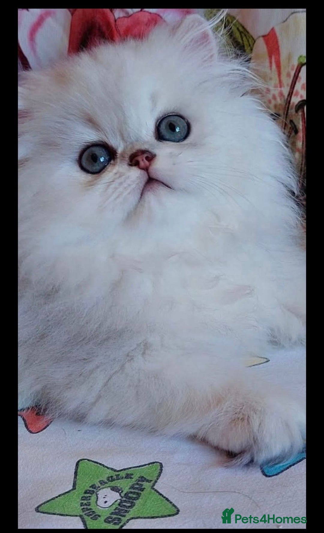 Persian cats for sale: Italian Persian chinchilla kittens♥️🐾 - Image 6
