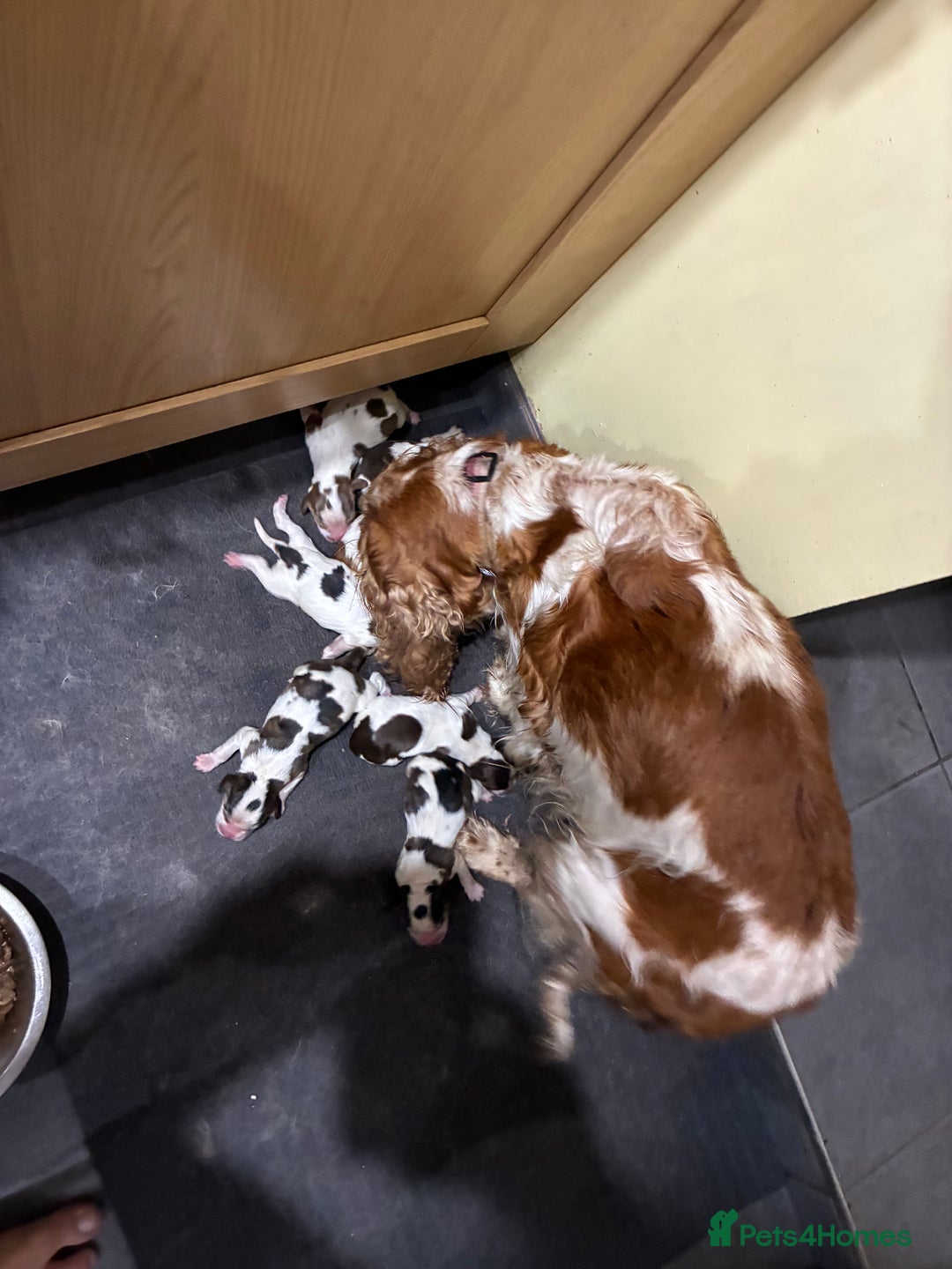 Cocker Spaniel dogs for sale: Show cocker spaniels - both parents family pets  - Image 1
