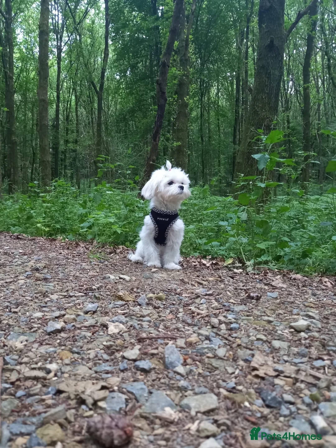 Maltese dogs for sale: Korean Maltese 3 year old girl - Advert 7