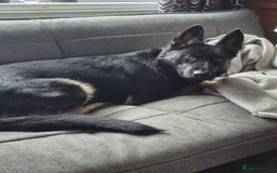 German Shepherd dogs for sale: Kc 5 generation pedigree German shepherd bitch - Image 2