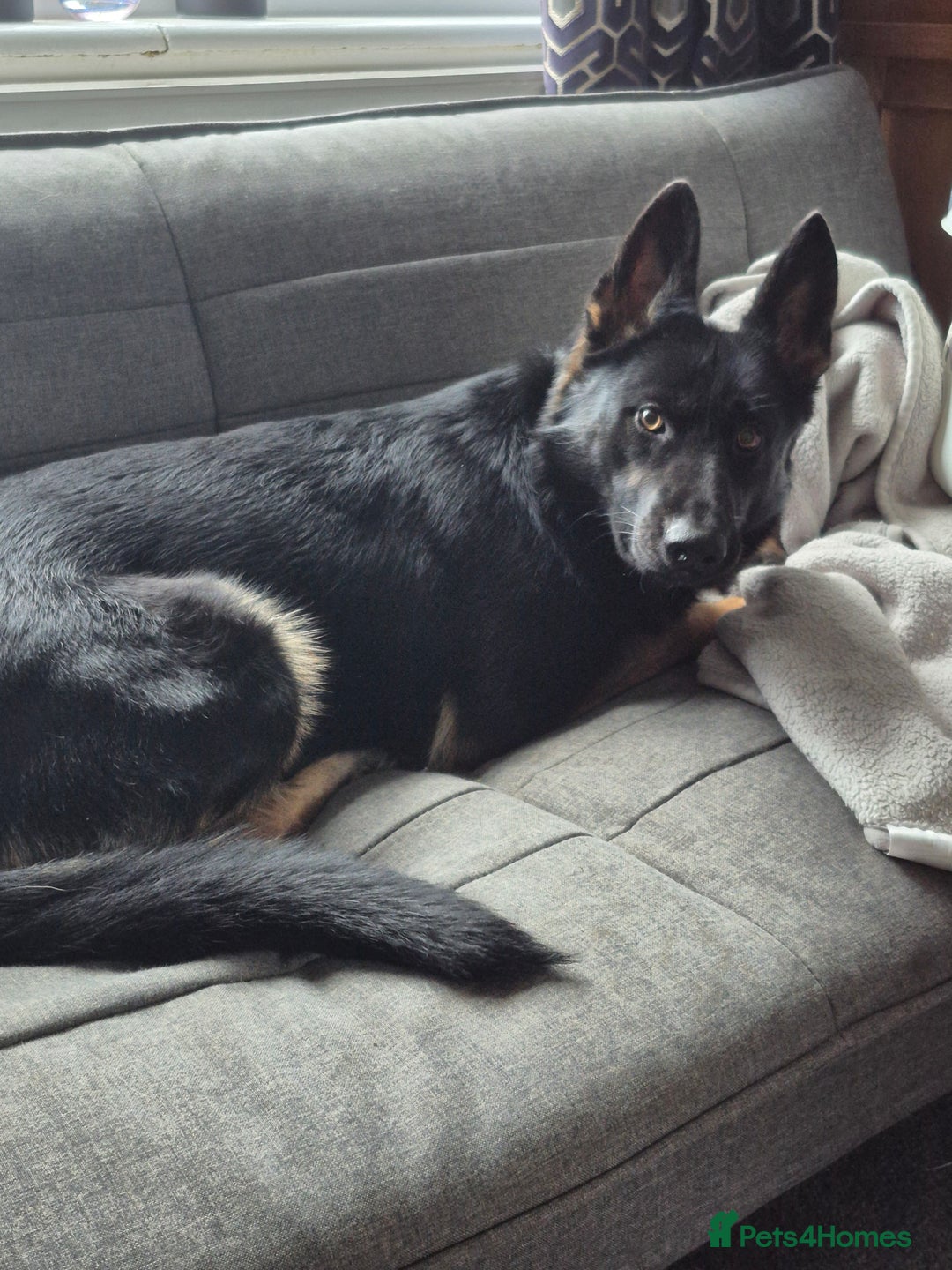 German Shepherd dogs for sale: Kc 5 generation pedigree German shepherd bitch - Image 2