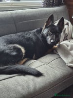 German Shepherd dogs - Advert 6
