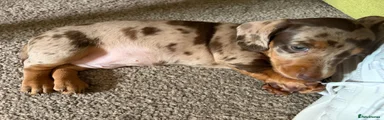 Dachshund 3