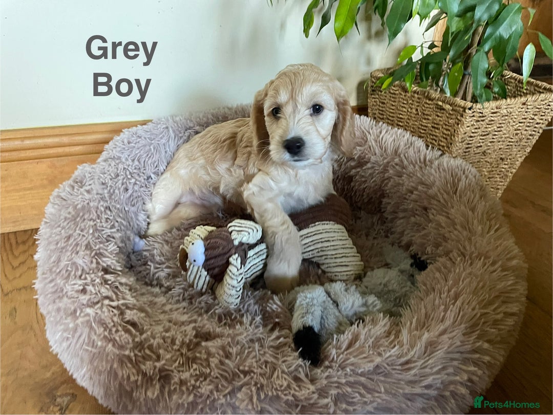 Cockapoo dogs for sale: 5⭐️⭐️⭐️⭐️⭐️RARE F1 champagne TOY Cockapoo pups!⭐️ - Image 2