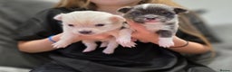 Pomchi dogs for sale: Gorgeous Pomchi Puppies - Advert 4