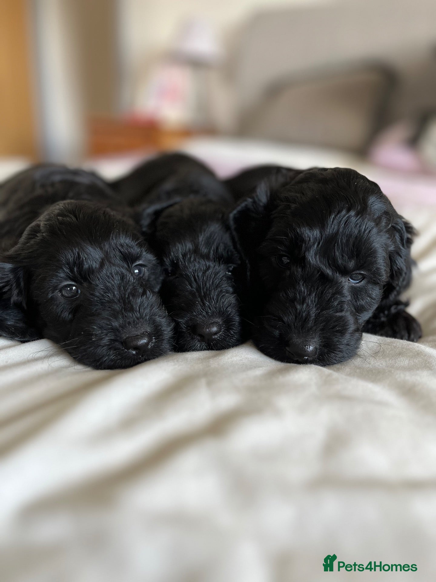 Cockapoo dogs for sale: 1 male and 2 females left. F1 cockapoo puppies - Advert 2