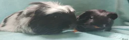 Guinea Pig rodents for sale: Baby cornet and friend ready now  - Advert 3