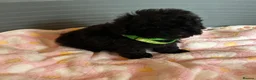 Toy Poodle dogs for sale: TOY POODLE GIRLS AND BOYS READ NOW  - Advert 16