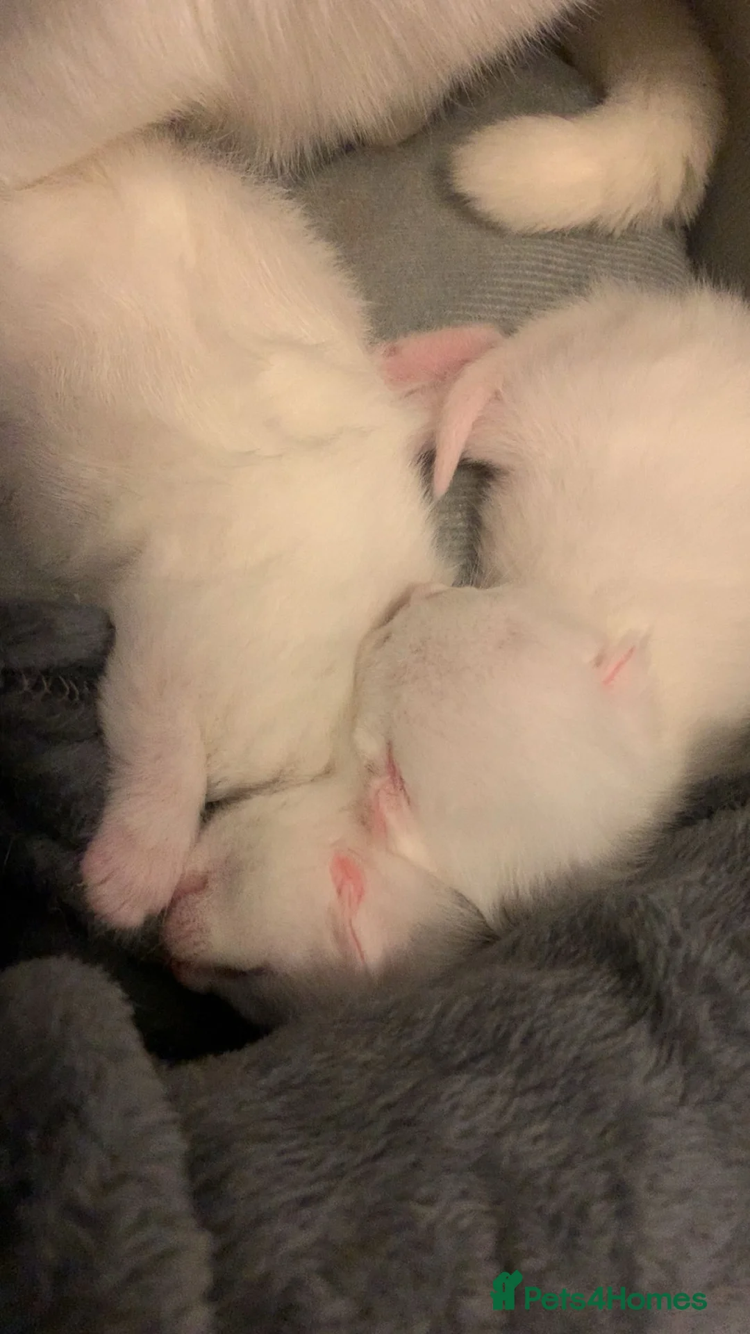 British Shorthair cats for sale: Ragdoll/BSH and Domestic mixed kittens - Advert 12