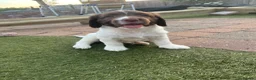 English Springer Spaniel dogs for sale: 1 BOY LEFT READY NOW - KC Springer Spaniel Pups - Advert 20