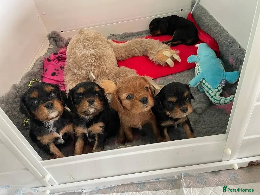 Cavalier King Charles Spaniel dogs for sale: EXTENSIVELY HEALTH CHECKED AND TESTED - Advert 2