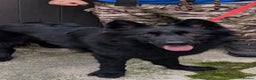 German Shepherd dogs for sale: Black 2 year old German Shepherd Female  - Advert 2