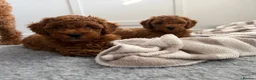 Toy Poodle dogs for sale: Deep red Toy Poodle puppies 🐶 in Exeter - Advert 5
