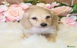Miniature Dachshund dogs for sale: READY NOW STUNNING KC CREAM MINI DACHSHUNDS  - Image 6