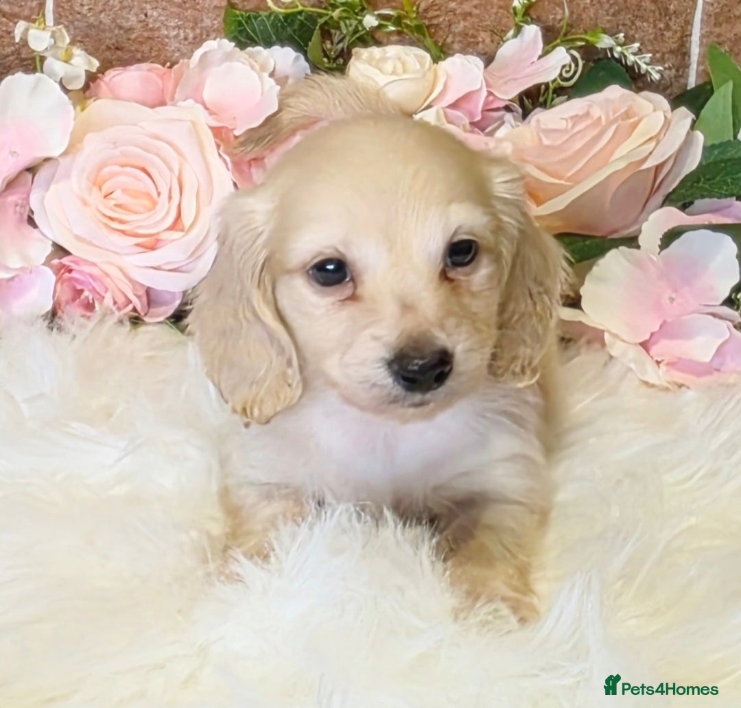 Miniature Dachshund dogs for sale: READY NOW STUNNING KC CREAM MINI DACHSHUNDS  - Image 6