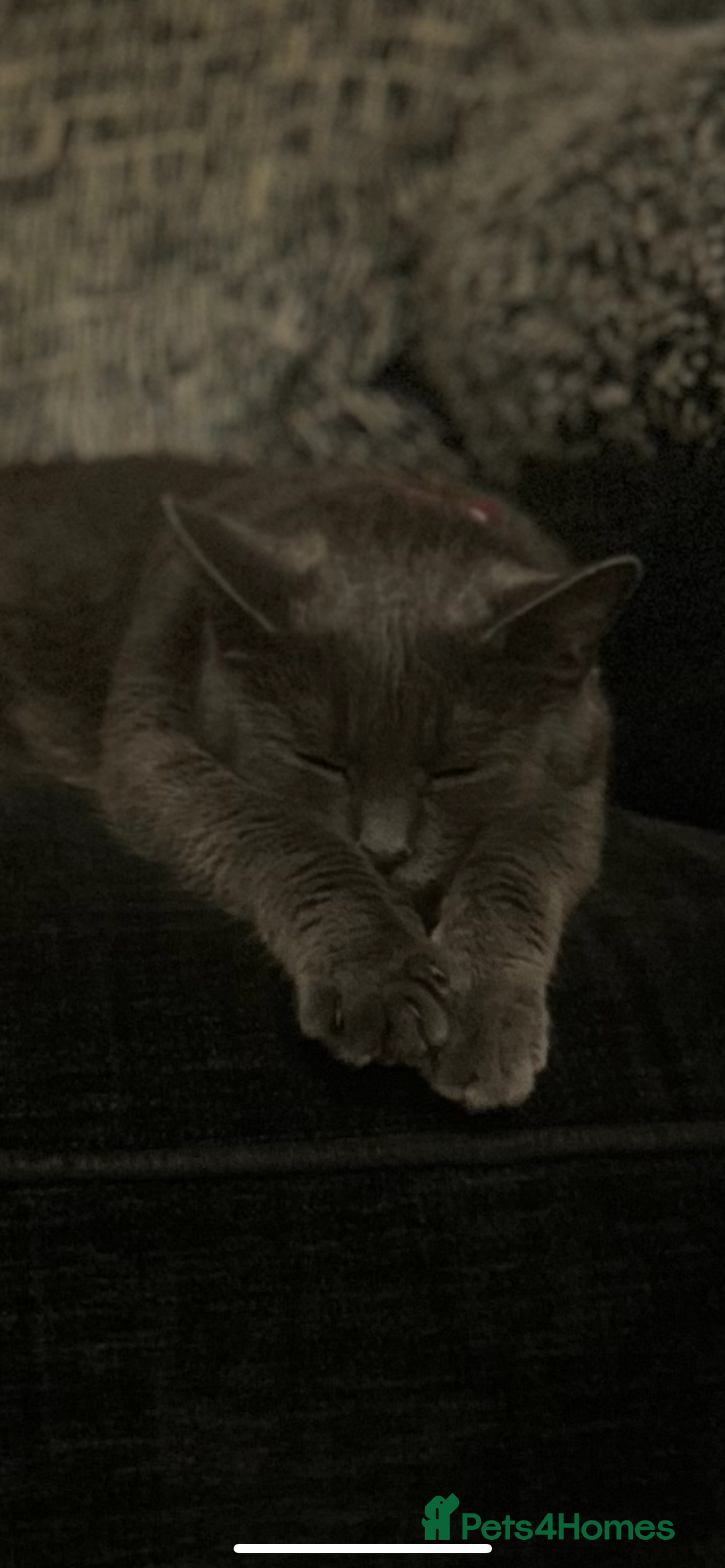 Mixed Breed cats for sale: Kittens for sale  - Advert 2